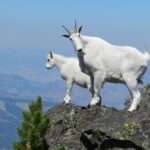 Mountain Goats At The Top Free Stock Photo - Public Domain Pictures